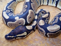 CTH BallPython reprint.pdf